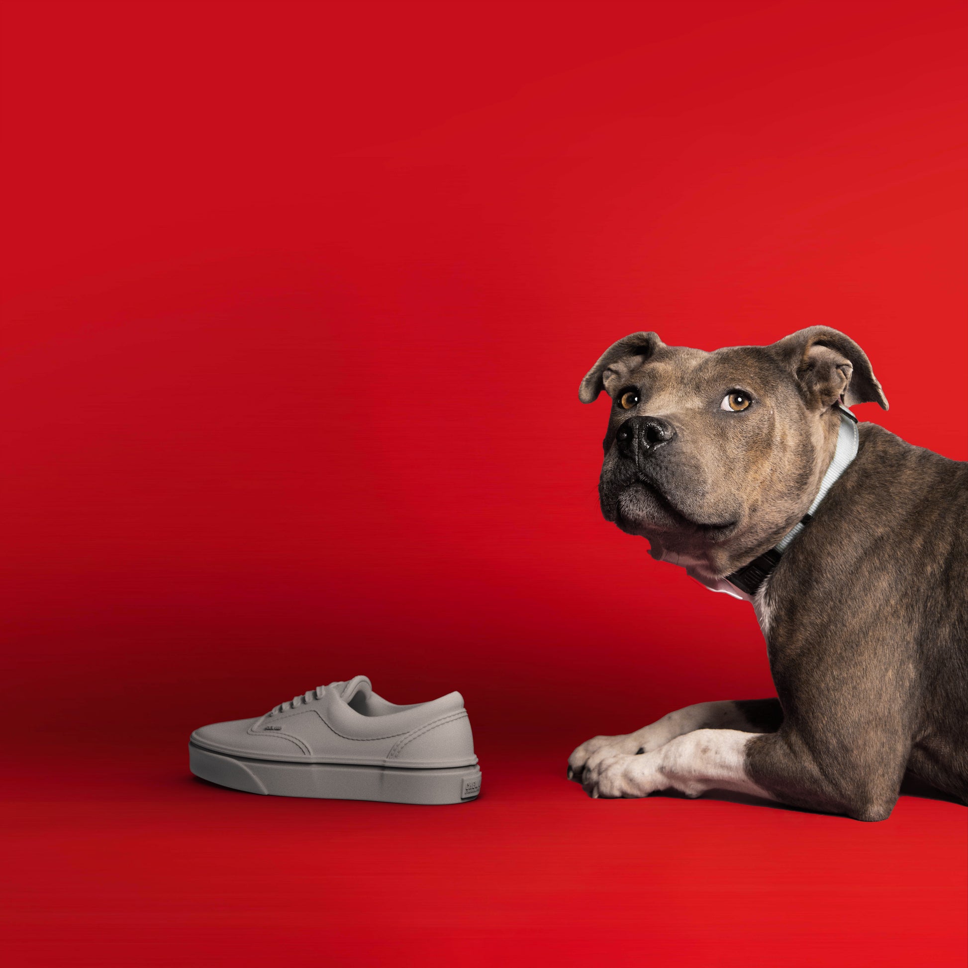 Dog chewing grey sneaker chew toy